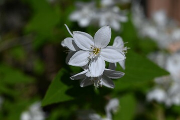 Wall Mural - Slender deutzia flowers. Hydrangeaceae deciduous shrub A species endemic to Japan. Many white flowers bloom slightly downward in early summer.