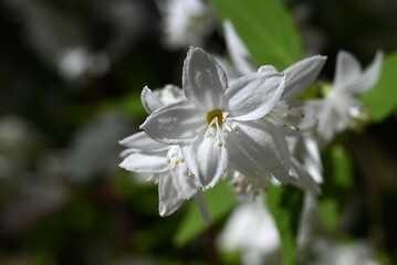 Canvas Print - Slender deutzia flowers. Hydrangeaceae deciduous shrub A species endemic to Japan. Many white flowers bloom slightly downward in early summer.