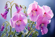 Watercolor painting of Sweet Pea, various pink and purple flowers. Contrasting with the bright blue background