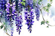 Watercolor painting. Wisteria with cascading purple blooms, purple wood on a white background.