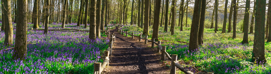 Poster - Bluebell carpet panorama in the woodland forest. Springtime in United Kingdom