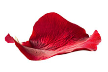 A Red Flower Petal Is Shown In A Close Up,isolated On White Background Or Transparent Background. Png Cut Out Or Die-cut