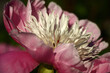 Solar summer evening. Single flower of a peony closeup. In the foreground pink petals. On them play of light and shadow.