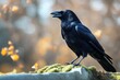'crow background bright carrion belgium holland animal beak beautiful bird black close closeup colours common dark environment europa fauna flying france german green groningen isolated italy looking'