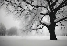 'winter Black White Tree Photo'