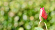 Beautiful red yellow rose bud on a green background in the garden. Ideal for greeting cards