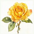 Yellow rose watercolor isolated on white background
