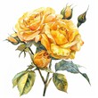 Yellow roses watercolor isolated on white background