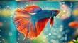 A vibrant Betta fish swimming gracefully in a glass aquarium, its flowing fins and iridescent scales catching the light with stunning beauty.