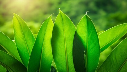 Sticker - green leaves background