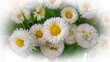 Spring white and yellow flowers - cool background