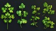  Set of realistic vector illustration of green curly haired coriander leaves on black background