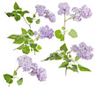 light violet lilac five branches with lush green leaves and flowers