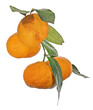 four ripe orange tangerines with leaves on branch