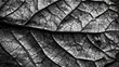   A monochrome image of a leaf's veiny pattern on its surface