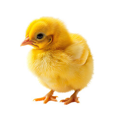 Yellow chick on isolated transparent background