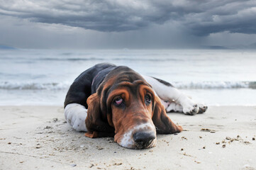 Wall Mural - basset hound on the beach