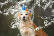 beautiful golden retriever dog in a birthday hat posing under a cherry plum tree in bloom