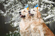 two happy golden retriever dogs posing in birthday hats together outdoors under cherry plum blossom