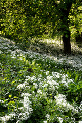 Wall Mural - Stunning landscape image of Spring woodland with copious wild garlic growing in the dawn light