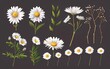 Spring daisy bouquet. Isolated realistic petals, flowers, branches, leaves vector set. 