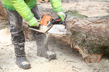 Canvas Print - Professional male worker lumberjack in protective clothes sawing tree trunk, with chainsaw. Logging, cutting trees. Trimming trees with chainsaw in backyard home.