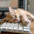 A cat is sleeping on a keyboard