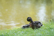 Closeup of Coot family swimming in pond water