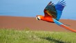 blue and yellow macaw flying