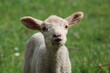 bisou, portrait, mignon, agneau, mouton, animal, blanc, jeune, bébé, laine, mammifère, printemps, prairie, joli, tête, rural, agriculture