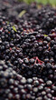 A flat lay composition of an elderberry field, highlighting the dark, rich hues and textured clusters of elderberries in their natural environment.
