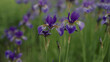 violet iris flowers in a garden closeup