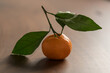 Small organic tangerine with leaves on wood table