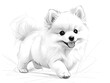 Black and white sketch of a fluffy Pomeranian puppy running around has a sharp face, erect ears, and a short tail that is curled high.