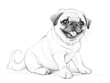 Black and white sketch of a pug puppy sitting alertly. Pug puppies have large, round eyes. The forehead is wrinkled and the tail is curled.