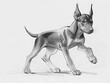 Black and white sketch of a Doberman dog running around having fun. Short-haired dogs The ears are erect and the short tail is raised.