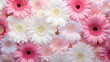 Solid background of  beautiful flowers, large and small daisies.