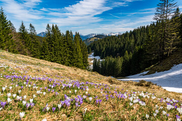 Poster - Spring hike to the Immenstadter and Gschwender Horn near Immenstadt in the Allgau