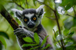 A curious lemur holding onto a branch, its large golden eyes scanning the lush green canopy of the rainforest