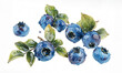 Blueberries art illustration with leaves on white background. Healthy food.