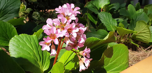 A sprig of pink bergenia crassifolia flowers blooms in a flower bed on a spring sunny day. Panorama.