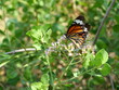Orange with white and black color pattern on Common Tiger butterfly wing, Monarch butterfly seeking nectar on Bitter bush or Siam weed blossom in the field with natural green background, Thailand