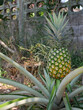 The pineapple fruit is ripe with green with orange and yellow rind on tree plant, Tasty tropical fruit on the farmland