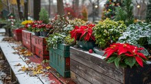 Vibrant Red Poinsettias And Yellow Mums In Wooden Planters With A Light Dusting Of Snow.
