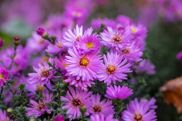 Symphyotrichum novi-belgii flowering plant, beautiful summer autumn rich petal flowers in bloom