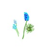 Muscari flowers illustration, wonderful spring sketch, clipart