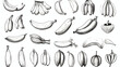 Banana hand drawn monochrome vector illustrations s