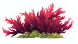 Delesseria alga. Leaves of red seaweed. Edible sea