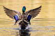 Wild duck swims in a forest lake
