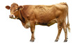 © Ram rider - A brown cow on standing position, isolated on white background